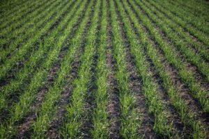 Why You Should Choose No-till for Agriculture – rows of young green crops thriving in undisturbed soil