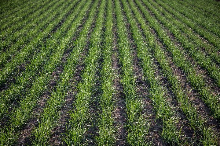 Why You Should Choose No-till for Agriculture – rows of young green crops thriving in undisturbed soil