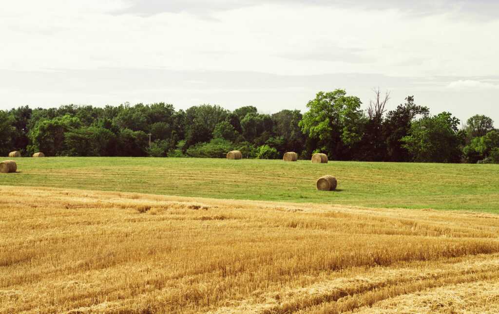 Field with round hay bales scattered across freshly harvested farmland under a clear sky