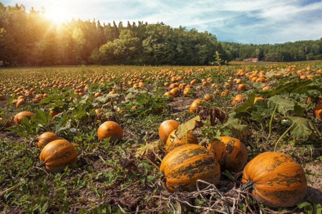 Pumpkin farming field with mature orange pumpkins showing successful pumpkin planting supported by proper crop management and reliable farming equipment.